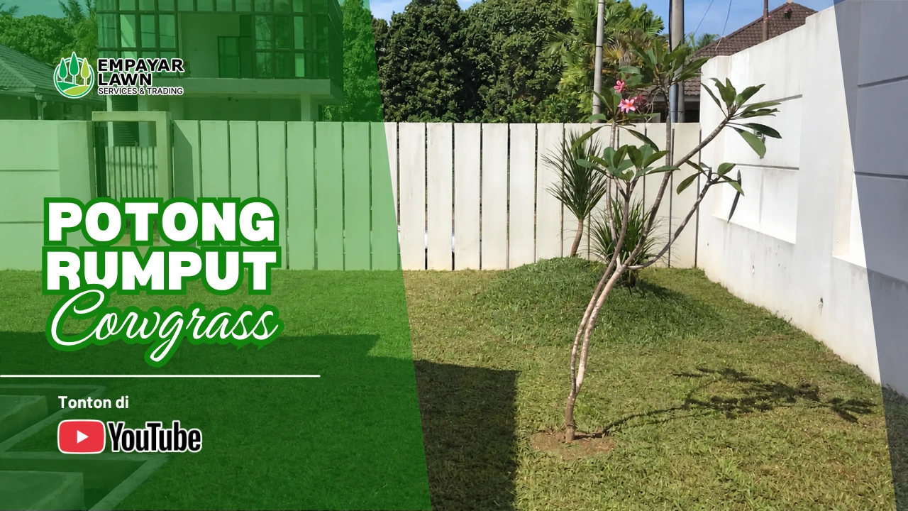 Pokok rumput lembu dihalang pagar putih