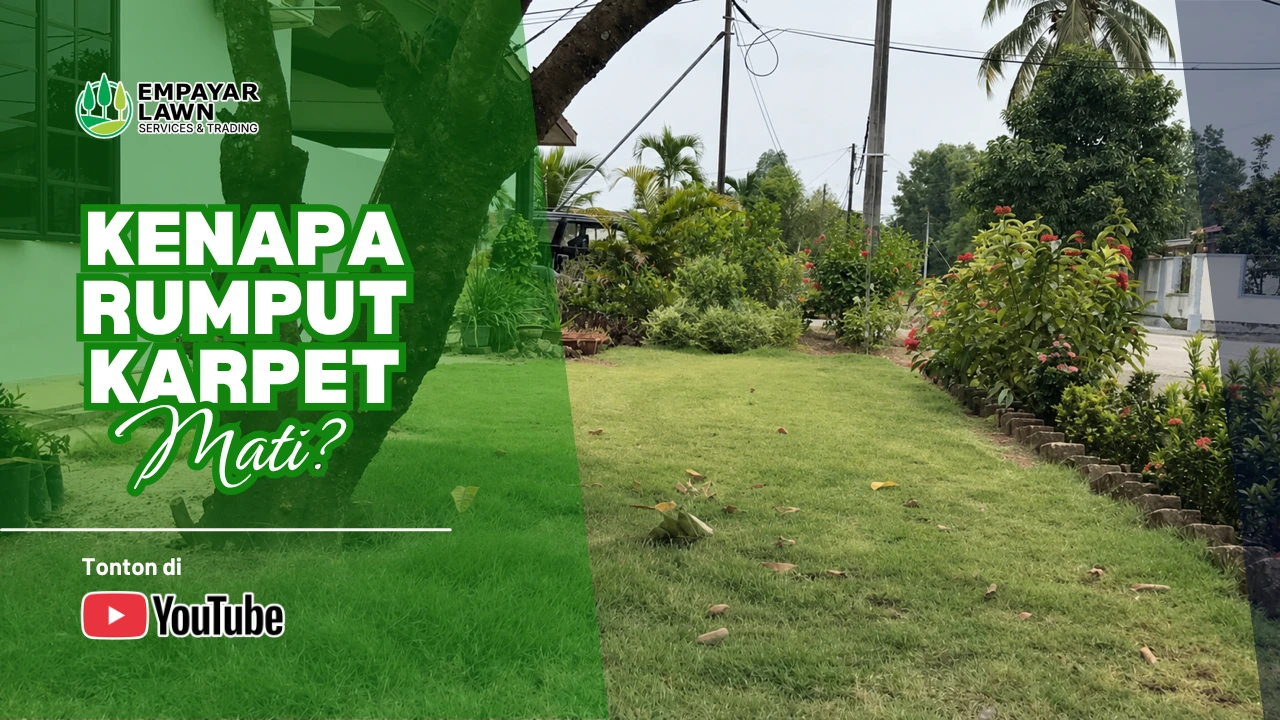 Laman rumah hijau dengan tanaman hiasan dan rumput