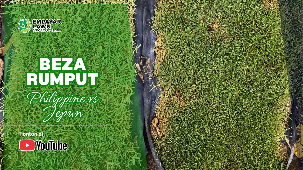 Rumput Beza Philippine vs Jepun