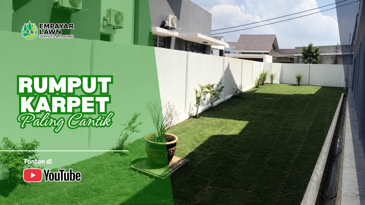 Rumput karpet di halaman rumah