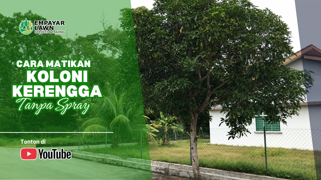 Koloni kerengga pada pokok tanpa semburan